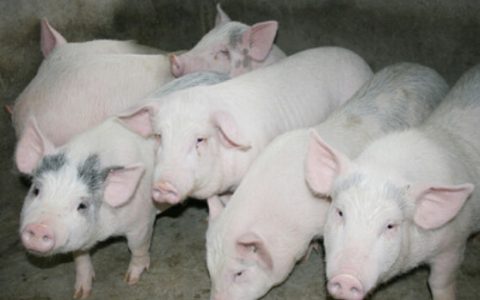 养猪贷款怎么贷 （养猪贷款条件和贷款渠道）