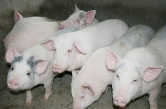 养猪贷款怎么贷 （养猪贷款条件和贷款渠道）-1