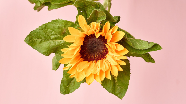 对冲基金是什么意思呢（通俗易懂解释）-1