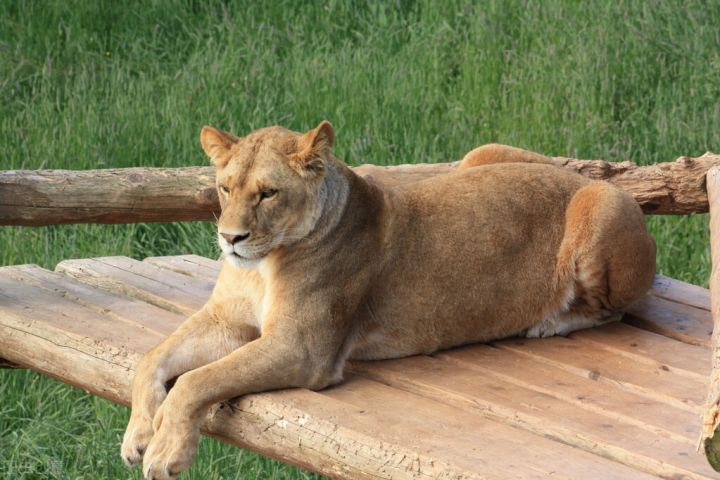 债转股是什么意思（债转股10张可以转多少股）-1
