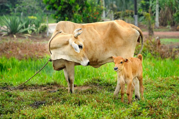 养20头牛国家补贴多少，养牛补贴政策2022年标准-3