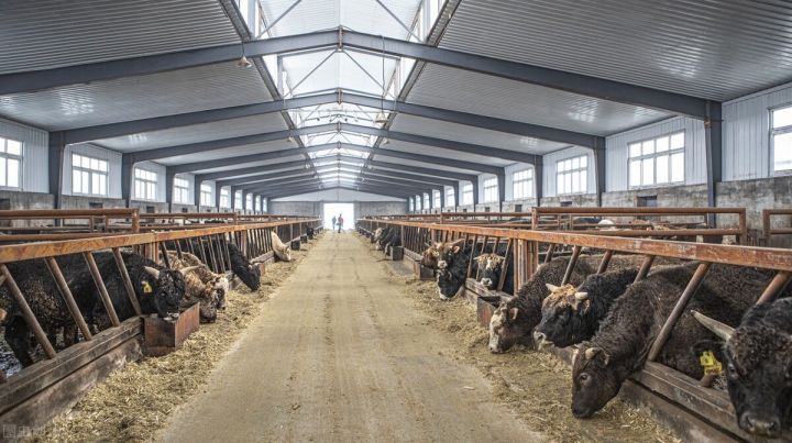 养20头牛国家补贴多少，养牛补贴政策2022年标准-1