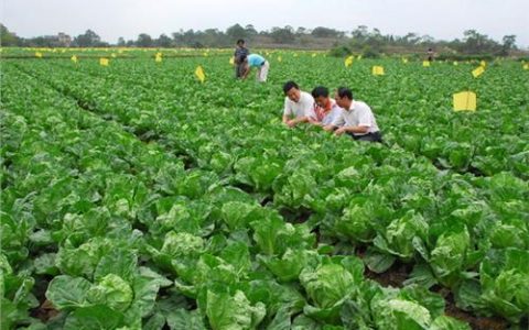 农村种植什么最赚钱，前景好的农村项目