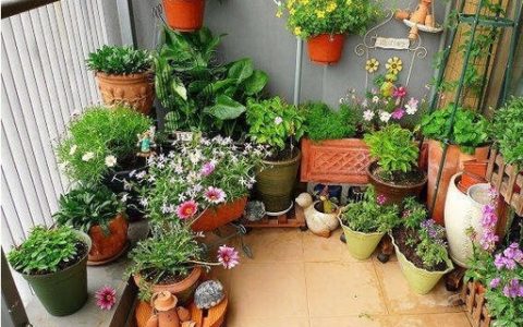 在家养殖什么最赚钱，这2种花真赚钱！