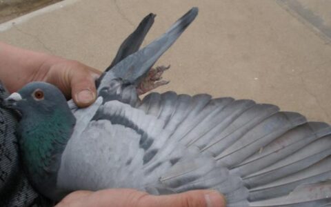 免费查信鸽成绩，一键搞定！