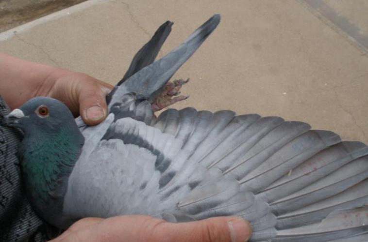 免费查信鸽成绩，一键搞定！