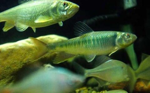 马口鱼多少钱一斤？2023年最新价格行情