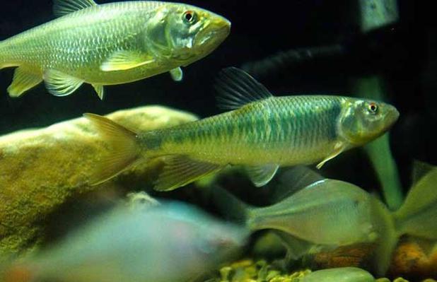 马口鱼多少钱一斤？2023年最新价格行情