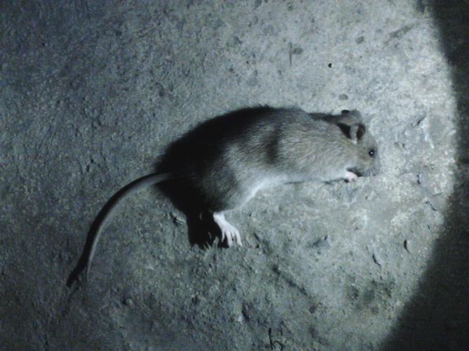 吃老鼠药死的时候痛苦吗？