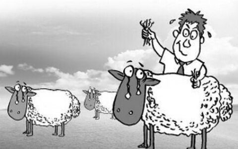 褥羊毛和薅羊毛的区别：是薅还是褥，看完你就知道了