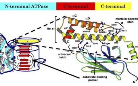 R&D是什么意思？全面解析R&D的概念、分类和重要性
