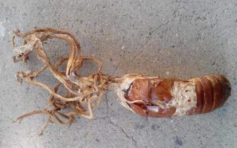 吃金蝉花的害处，你知道吗？