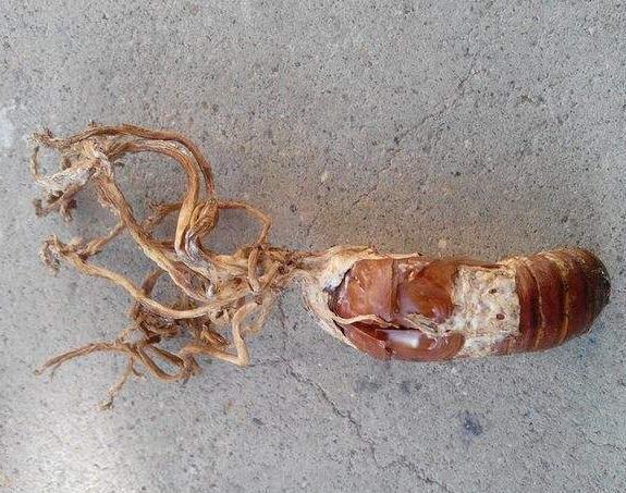 吃金蝉花的害处，你知道吗？