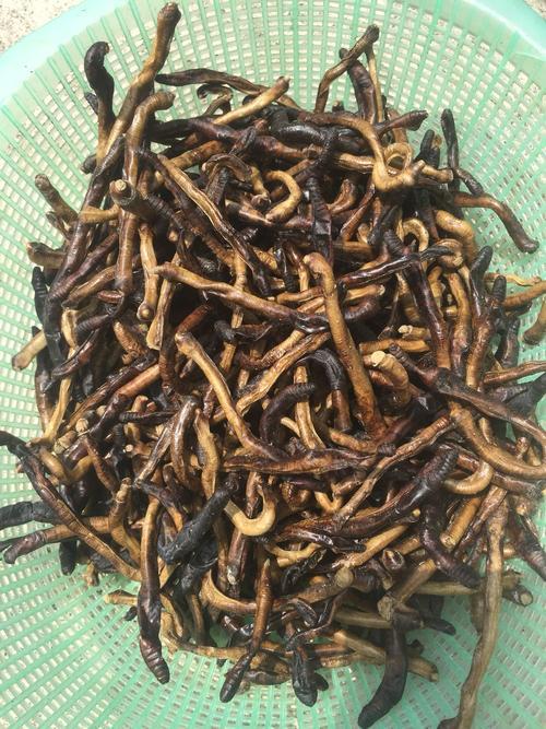 干地龙多少钱一斤？哪里收购？