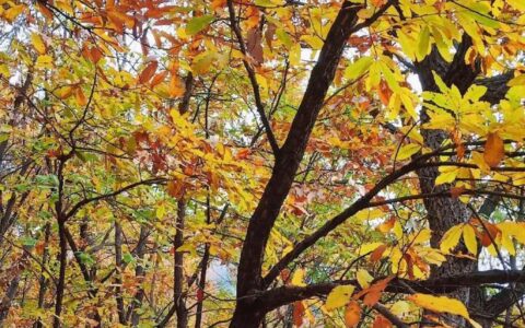 贷款展期后果：利弊权衡需谨慎