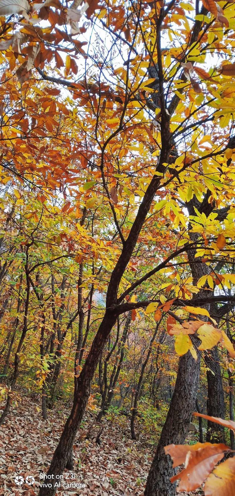 贷款展期后果：利弊权衡需谨慎