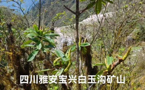 微贷网现状：昔日巨头，如今何去何从？