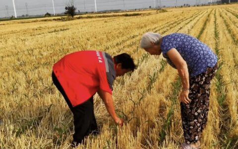 农村小额贷款：农民朋友的融资好帮手