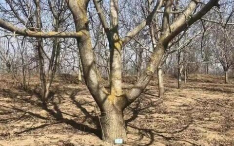 想贷款？先别急着下载核桃树！