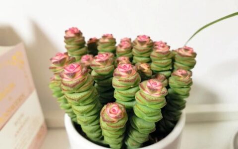 多肉花贷款app：小额贷款新选择？你需要知道的都在这里！