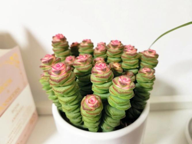 多肉花贷款app：小额贷款新选择？你需要知道的都在这里！