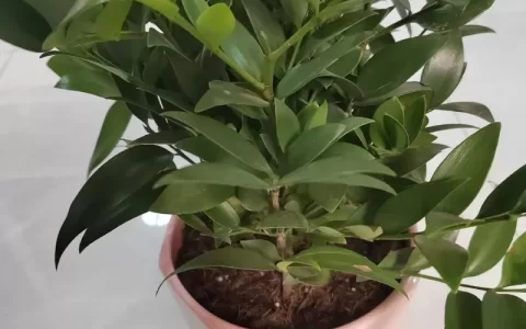 花财树借钱靠谱吗？下载后秒拒还是真能救急？