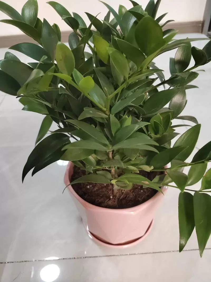 花财树借钱靠谱吗？下载后秒拒还是真能救急？