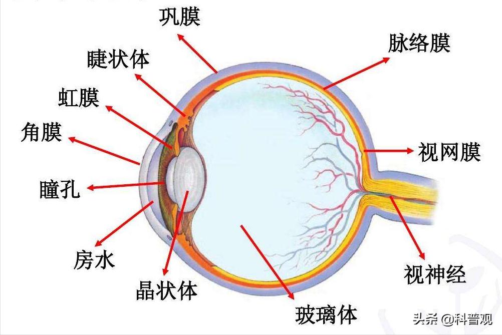 专家曝光“大误区”：近视手术无法治愈近视，手术后遗症仍存疑
