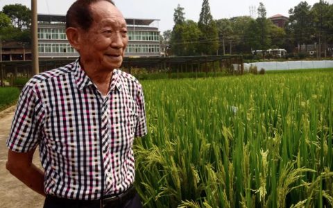 风吹过稻田我又想您了