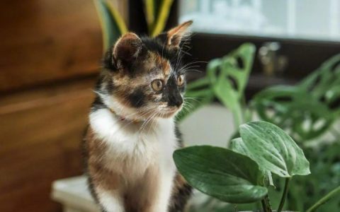 钱被吞了24小时可以到账吗？存钱被吞怎么证明金额